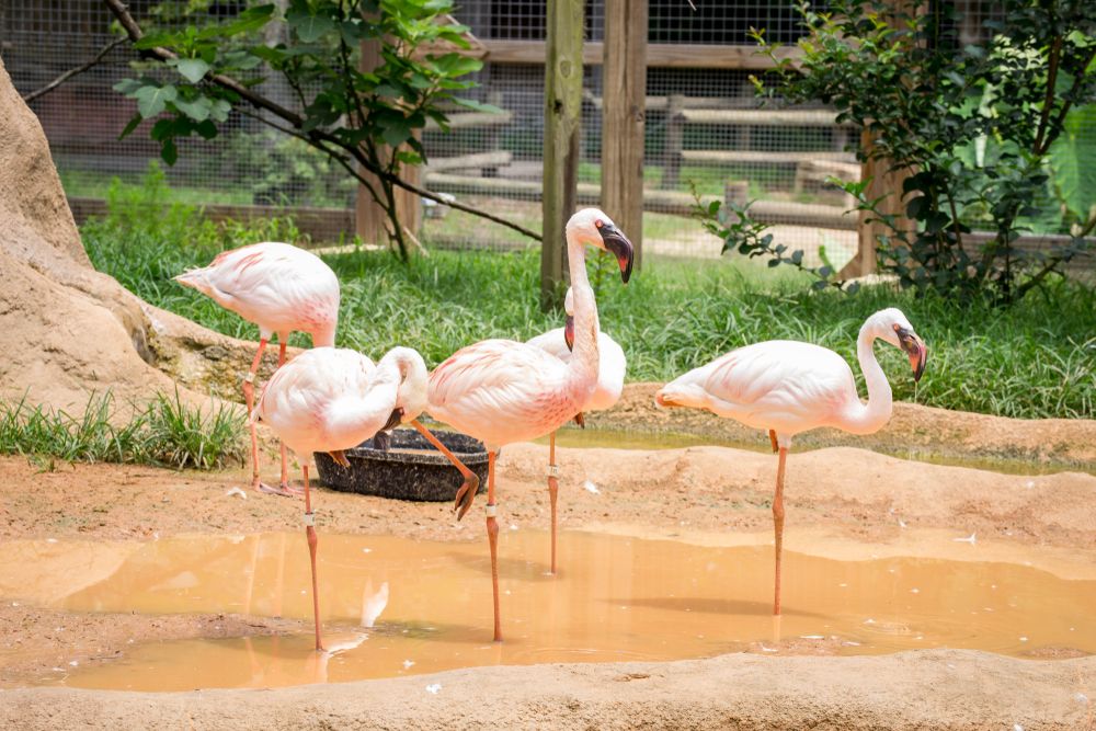 Flamingos at Chehaw Park & Zoo