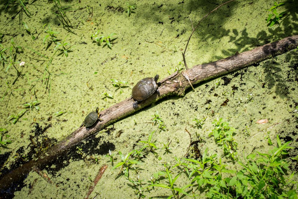 Aerial view of turtles at Chehaw Park & Zoo