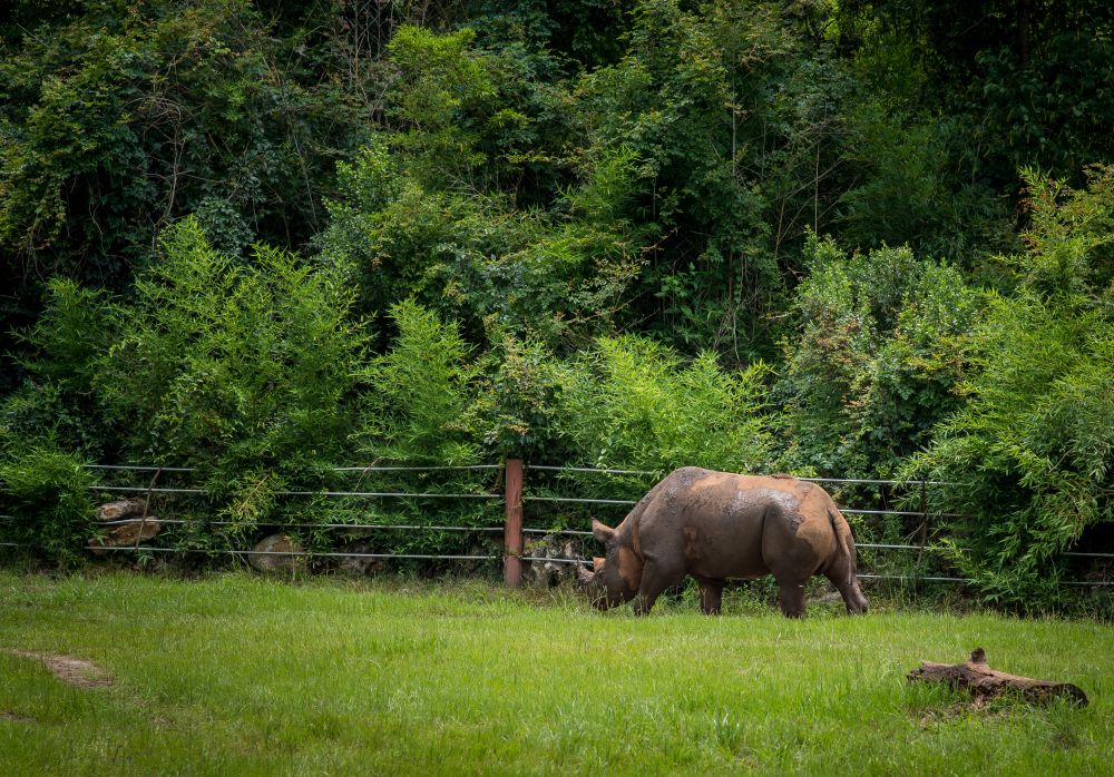Rhinoceros at Chehaw Park & Zoo