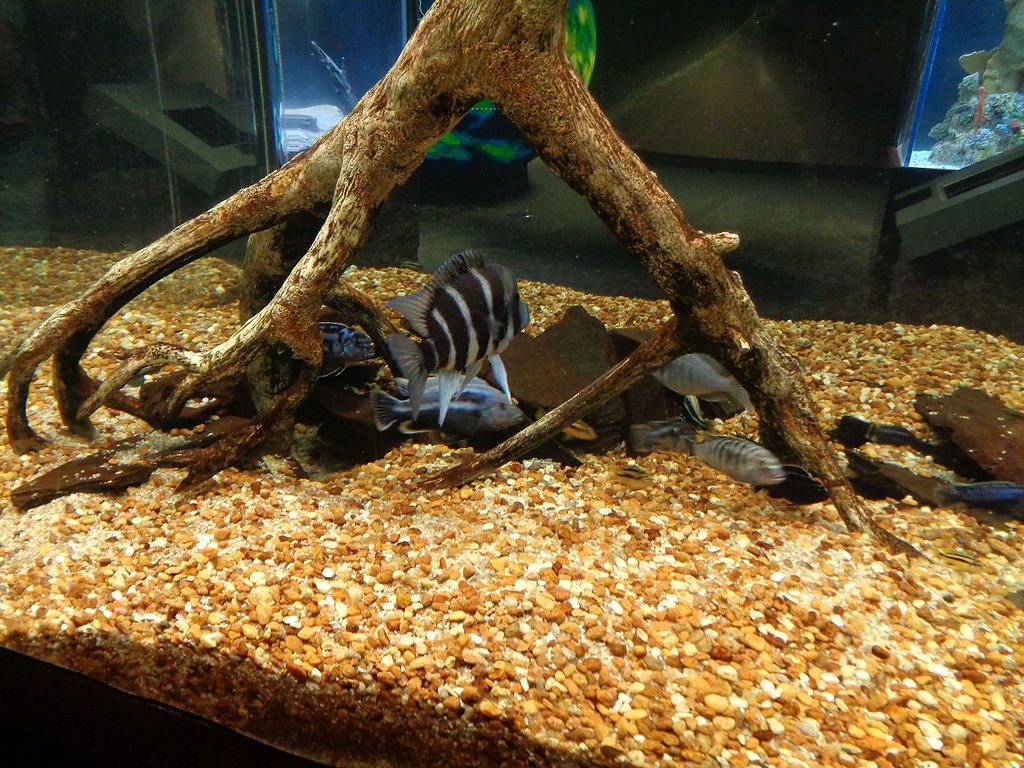 Fish in an aquarium at Flint RiverQuarium