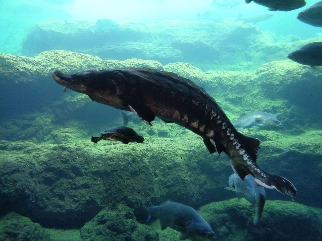 Sea creatures exhibit in Flint RiverQuarium