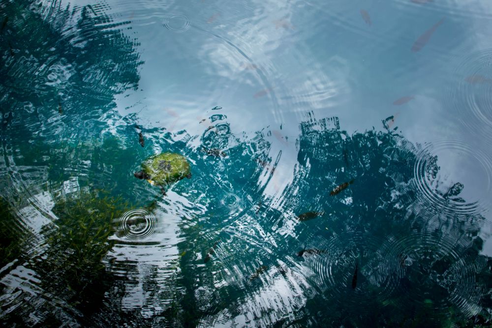 The waters of Radium Springs Gardens