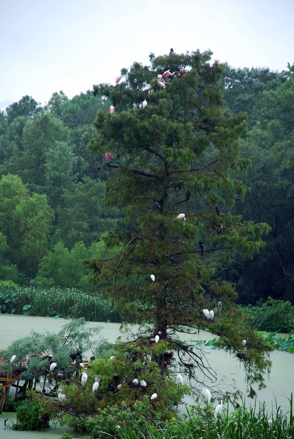 Birds on a tree at Bird City
