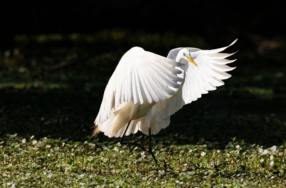 A bird at Rip Van Winkle Gardens