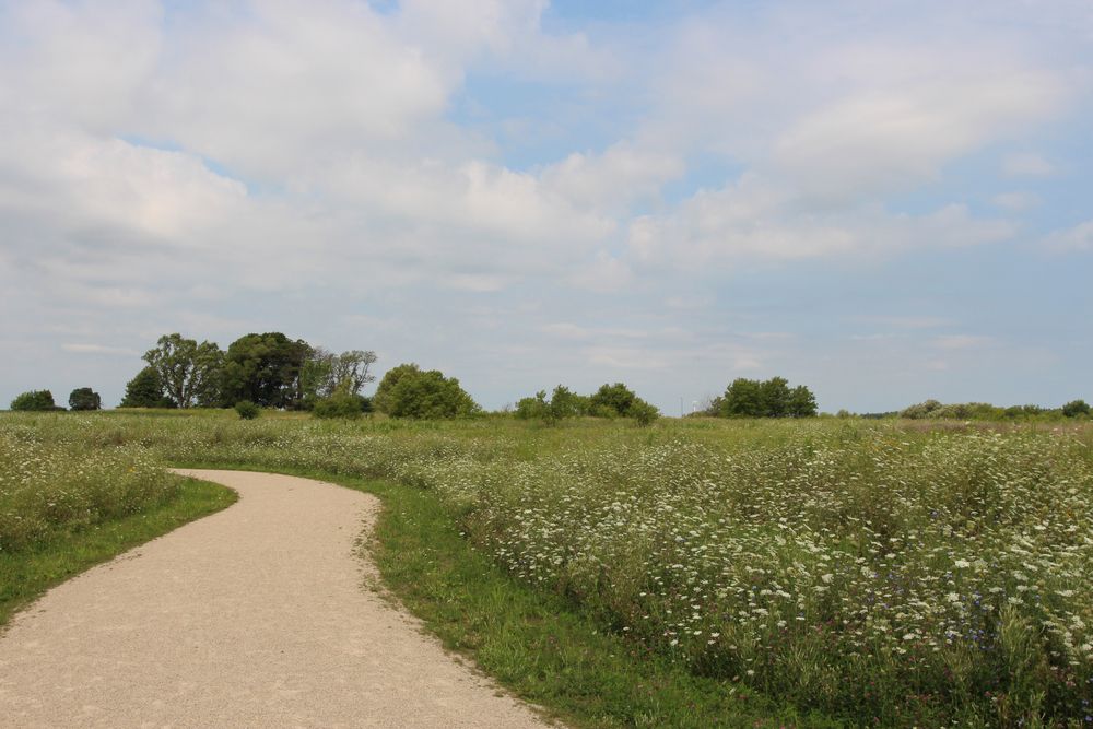 A trail at Ethel's Woods Forest Preserve