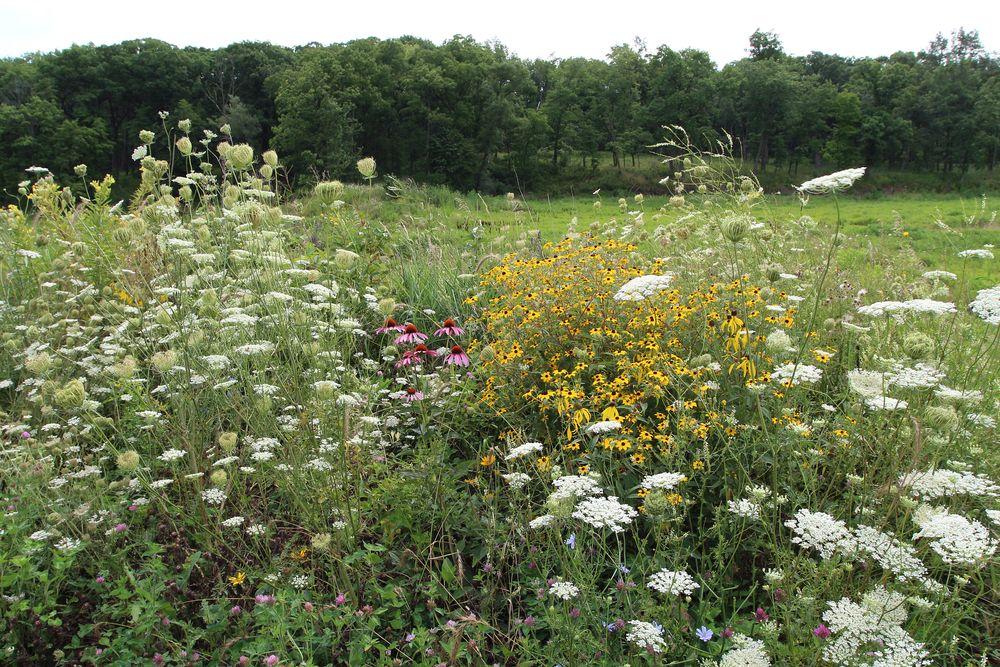 Wildflowers at Ethel's Woods Forest Preserve