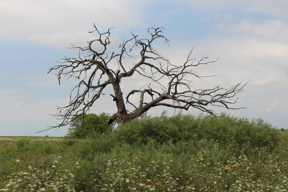 A tree at Ethel's Woods Forest Preserve