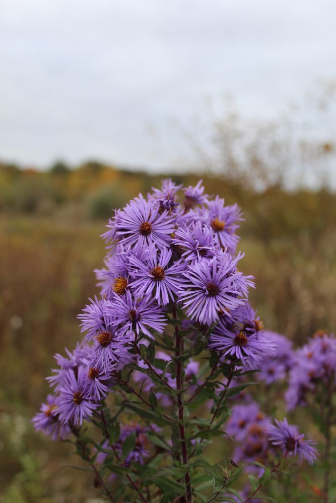 Flowers at Raven Glen Forest Preserve