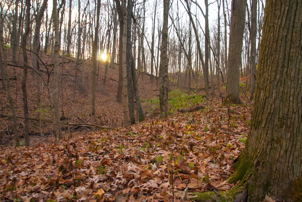 Foliage at Mounds State Park