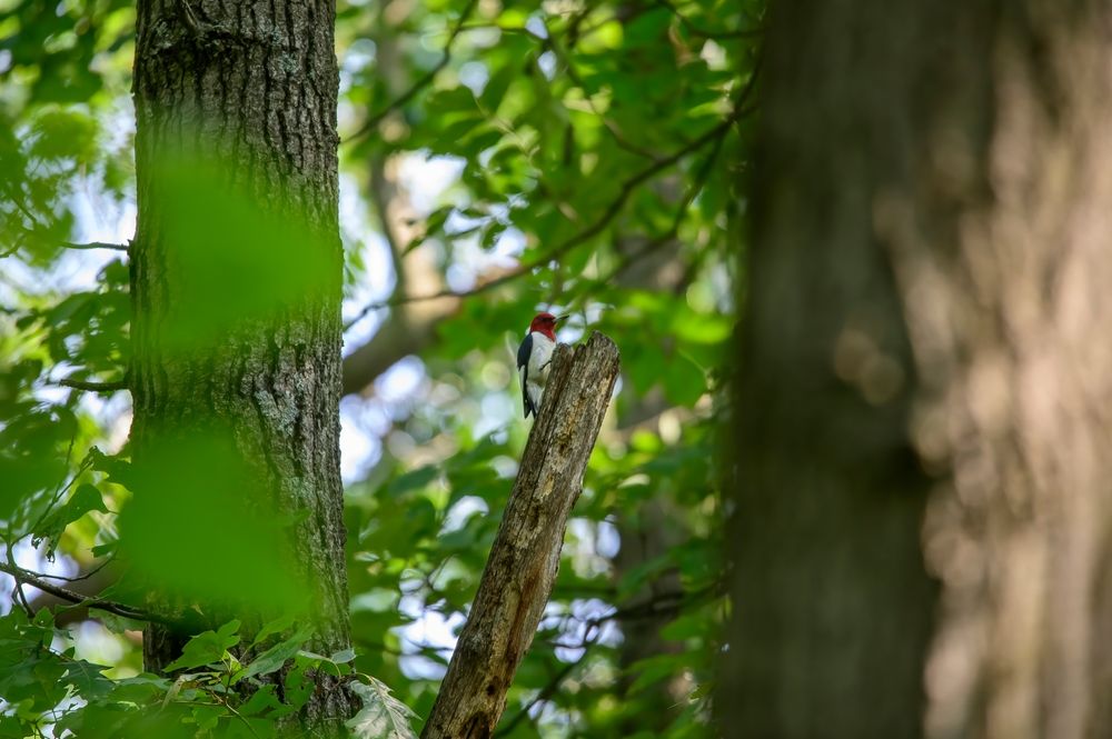 Woodpecker on a tree at Pokagon State Park
