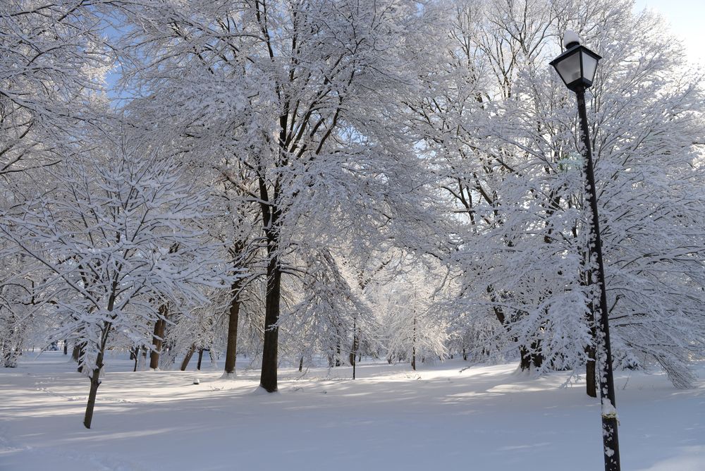 Winter view of Central Park