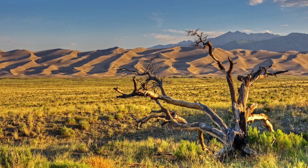 A wood at Great Sand Dunes park.