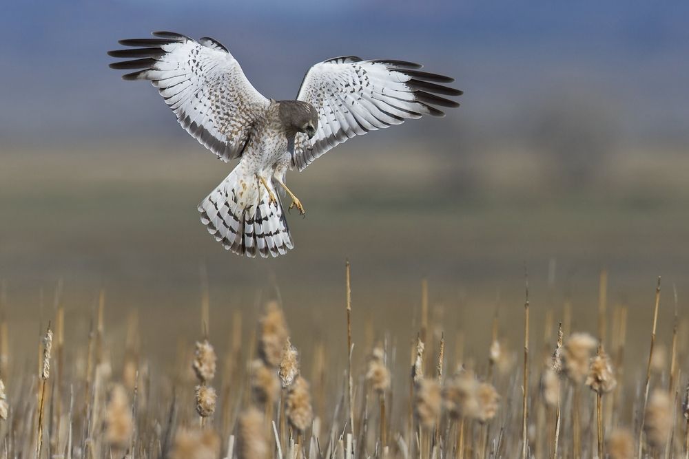 A bird flying at Monte Vista National Wildlife refuge.