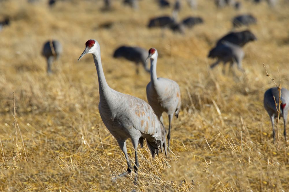 Sanhill cranes walking at Monte Vista National Wildlife refuge.