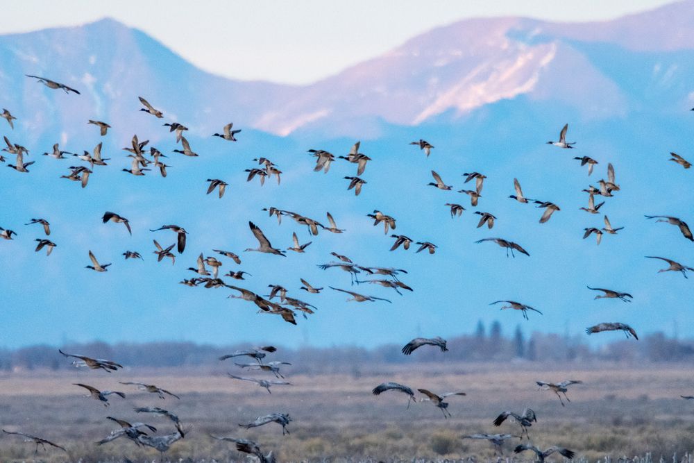 Sandhill cranes flying at Monte Vista National Wildlife refuge.