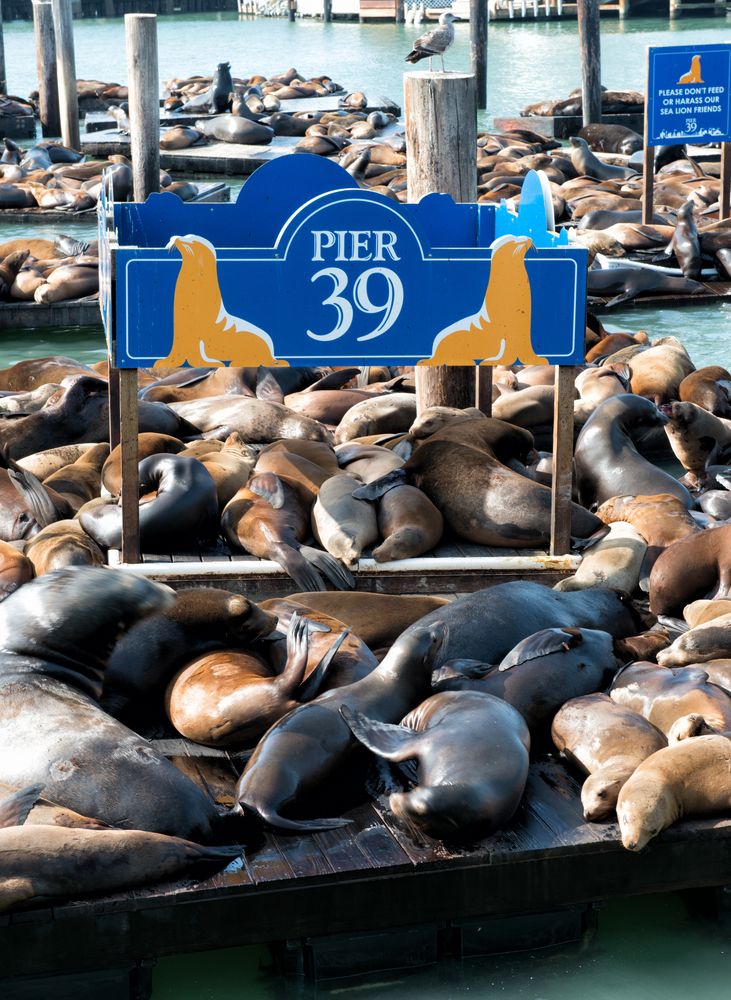 Sea Lions in Pier 39