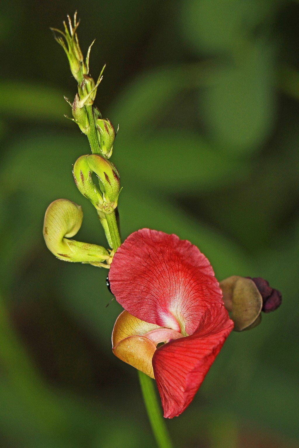 A bushbean at Lake lotus park.