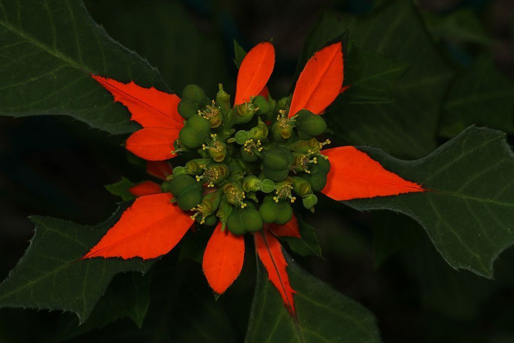 A flower at lake lotus park.