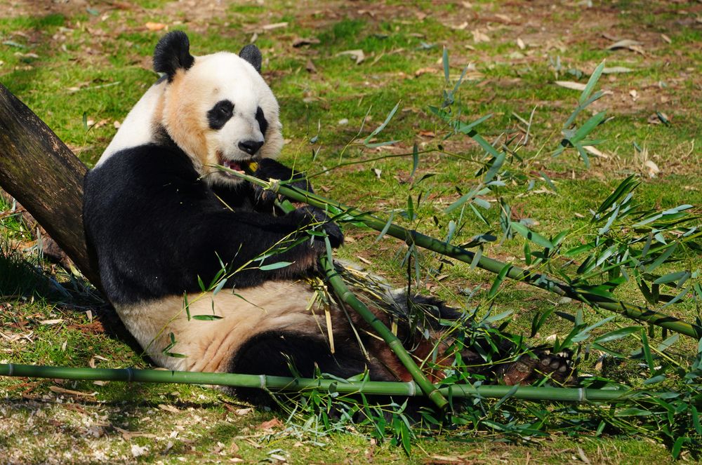 A panda eating bamboos at Smithsonian National Zoological Park