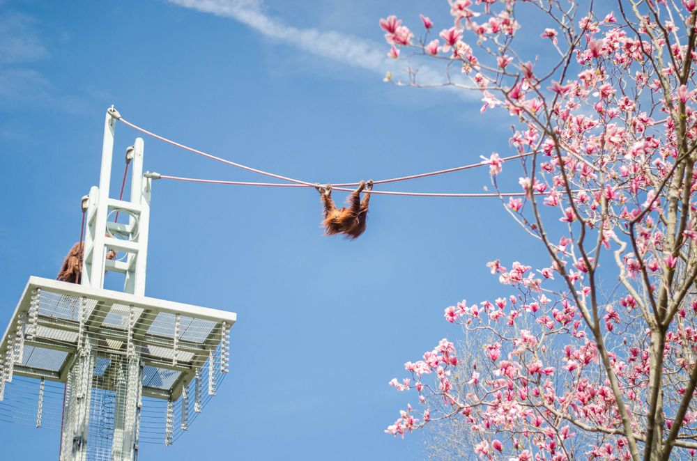 Monkey on a rope at Smithsonian National Zoological Park