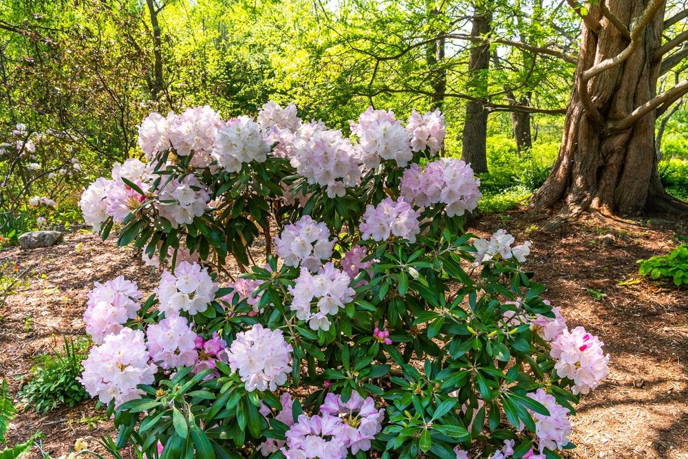 Flowers at Acton Arboretum
