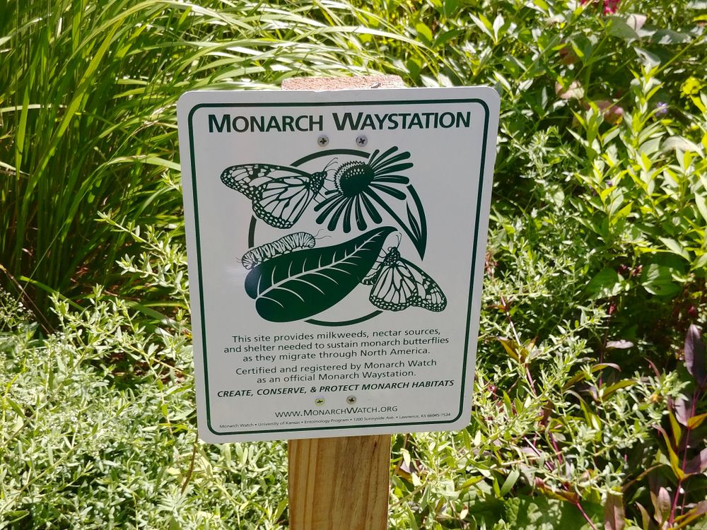 Monarch waystation at Acton Arboretum