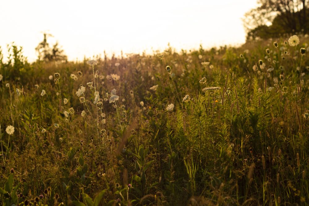 Wildflowers at Viles Arboretum