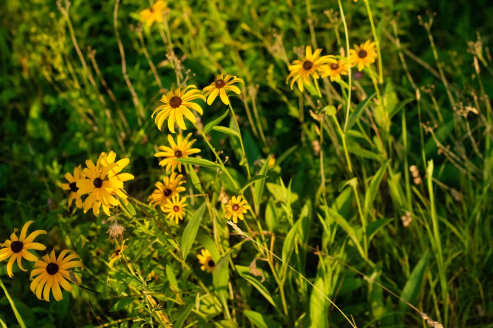Lovely flowers at Viles Arboretum