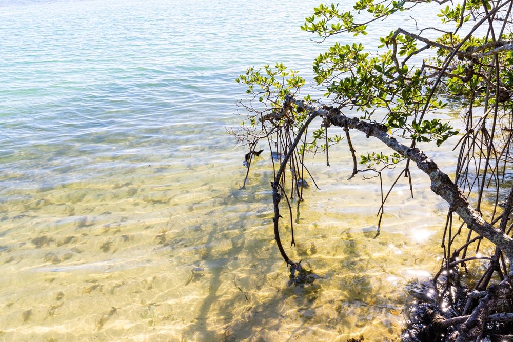 The waters of Leffis Key Preserve