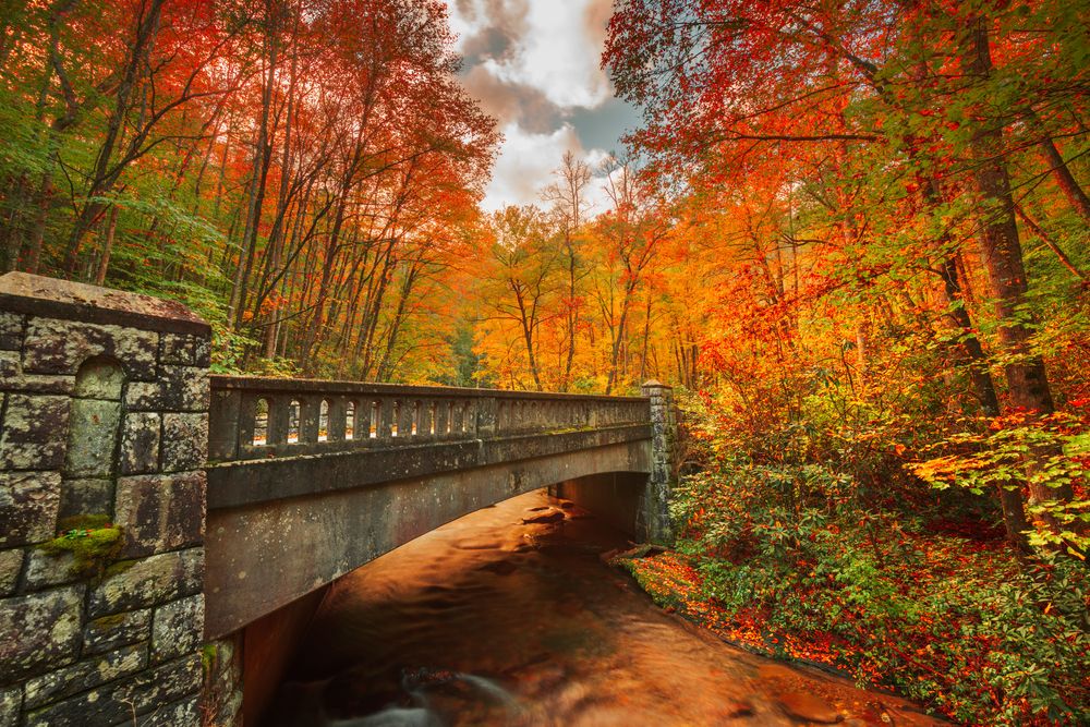 Fall scene at Pisgah National Forest