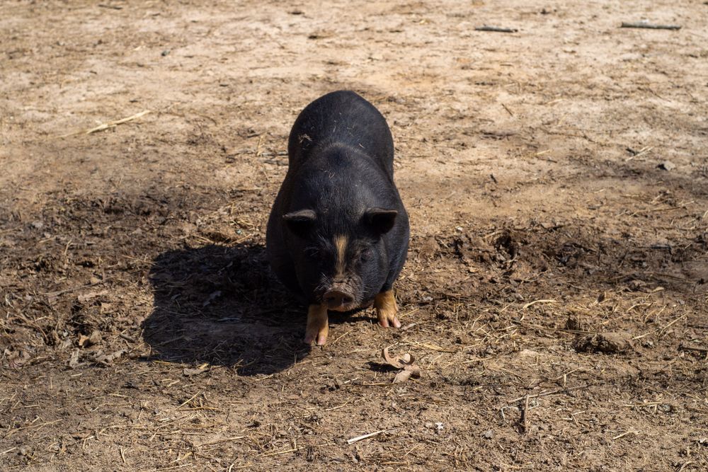 Vietnamese Pot-bellied Pig at Lazy 5 Ranch
