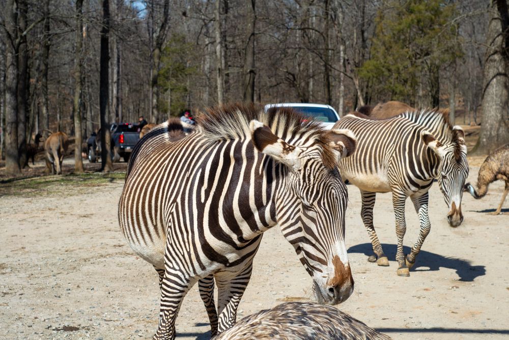 Zebras in The Lazy 5 Ranch