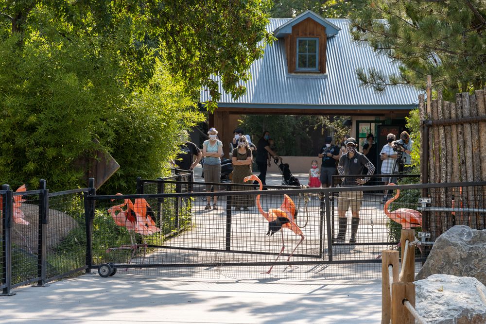 Flamingos at ABQ BioPark Zoo