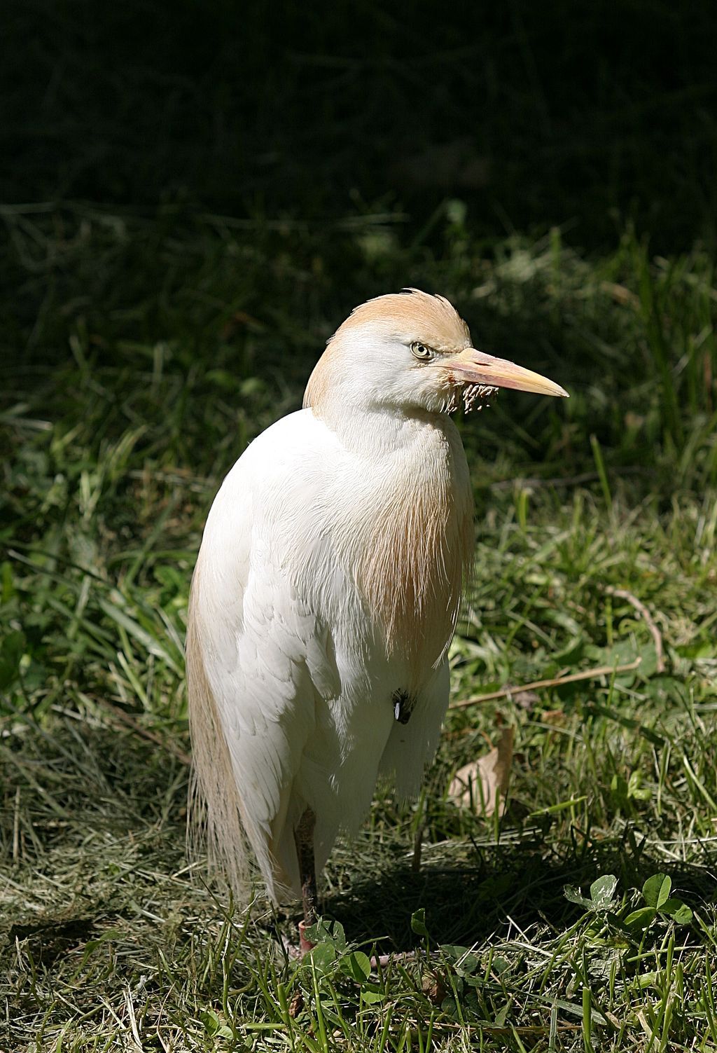 Cattle egret at ABQ BioPark Zoo