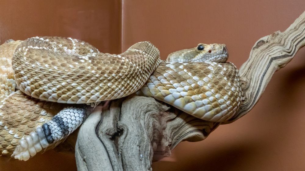 Diamond rattlesnake in American International Rattlesnake Museum