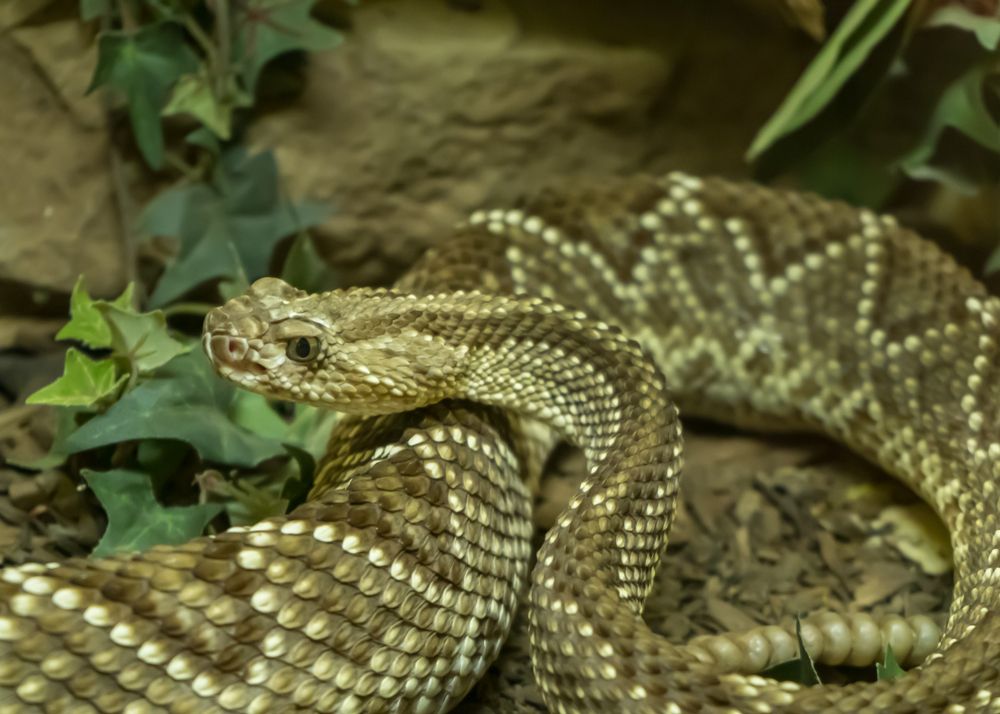 South american rattlesnake in American International Rattlesnake Museum