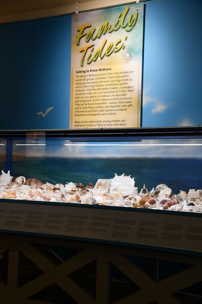 Molluscs exhibit in New Mexico Museum of Natural History and Science