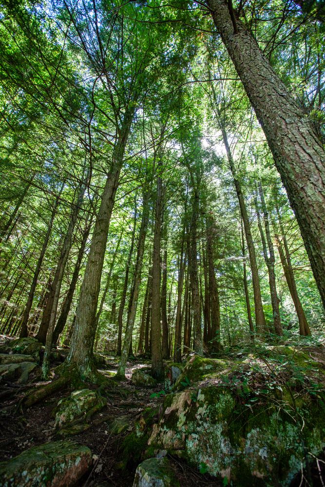 Tall trees at Dells of the Eau Claire Park