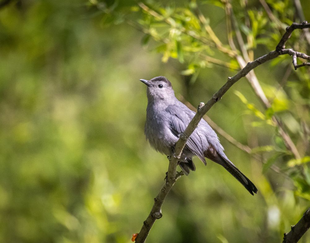 A bird at Amherst State Park