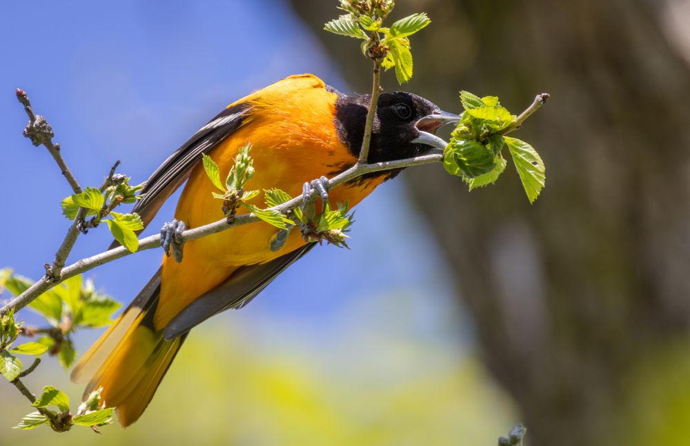 A bird eating berries at Amherst State Park