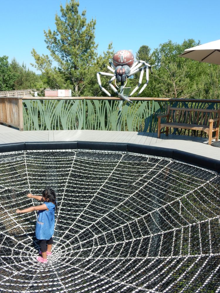 Wild Center's spider web