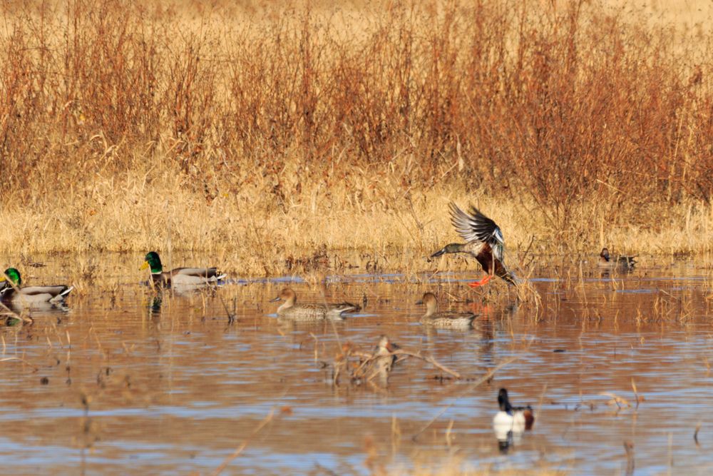 Mallard ducks on Salt Plains National Wildlife Refuge wetlands