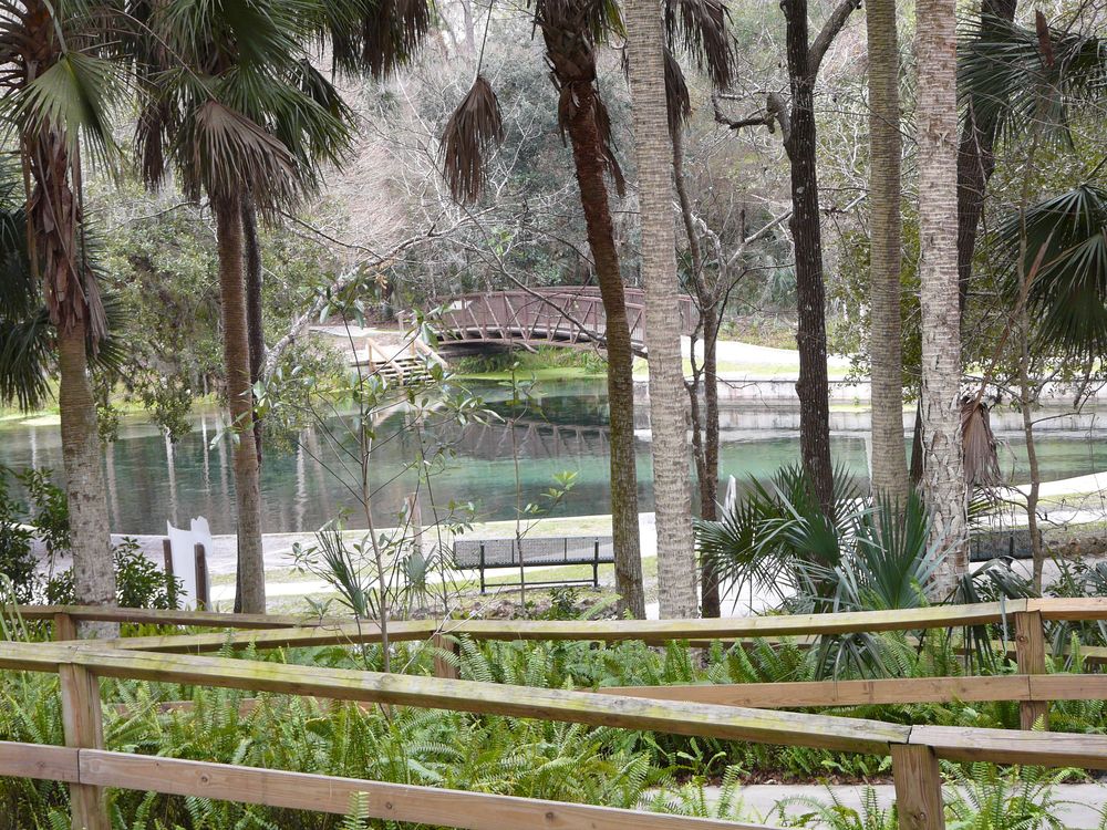 Palm trees at Kelly Park.