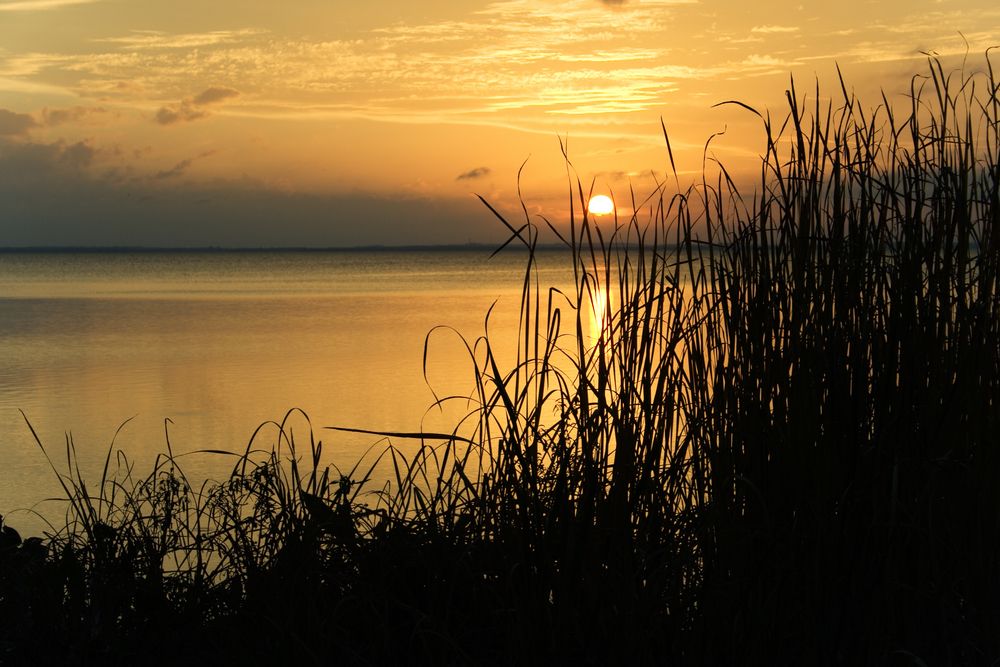 Grass silhouette near lake apopka.