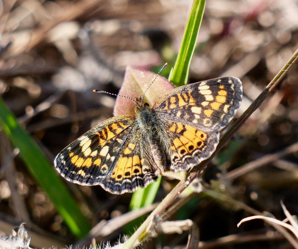 A butterfly at Northwest Recreation Complex.