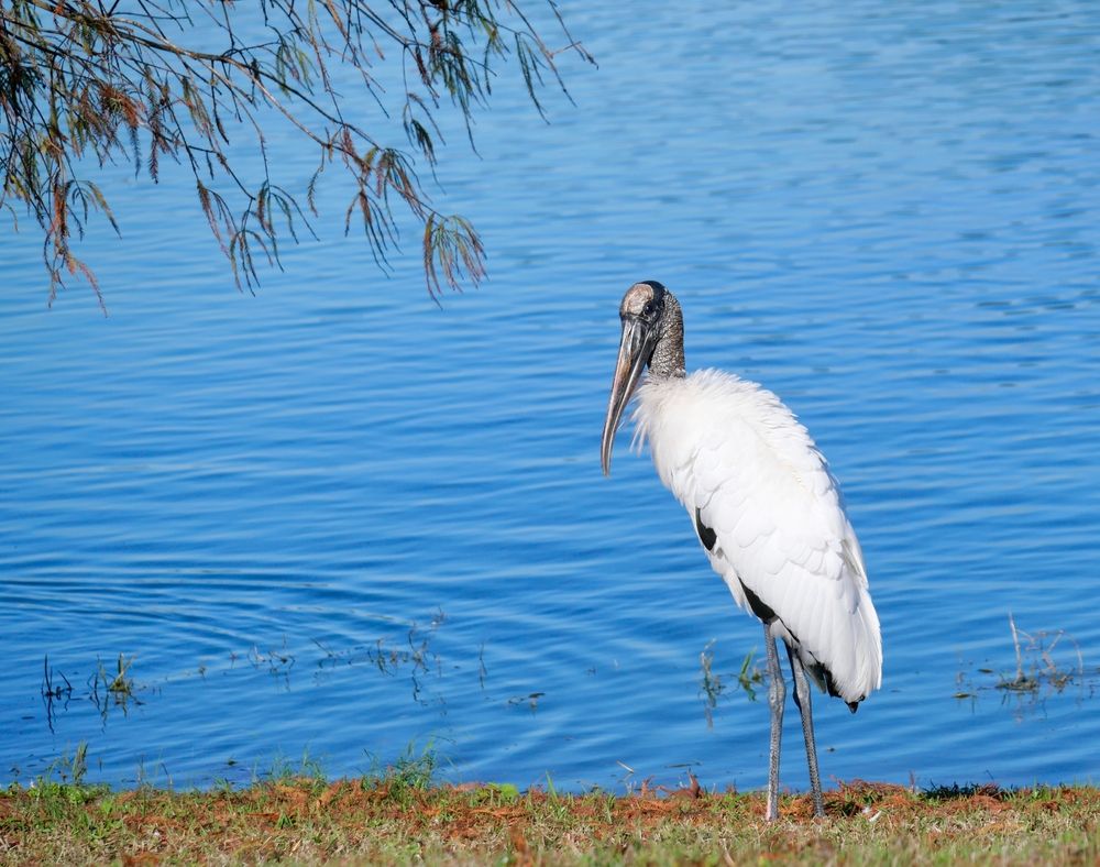 A wood stork at Northwest Recreation Complex.