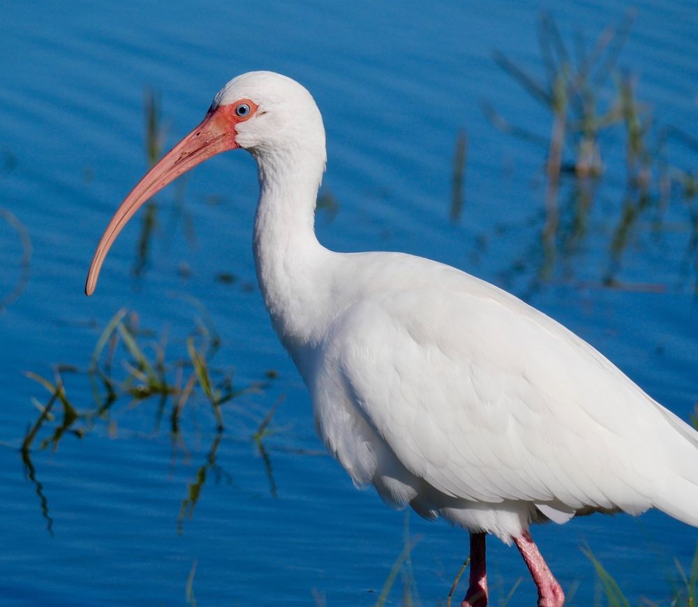 A white ibis at Northwest Recreation Complex.