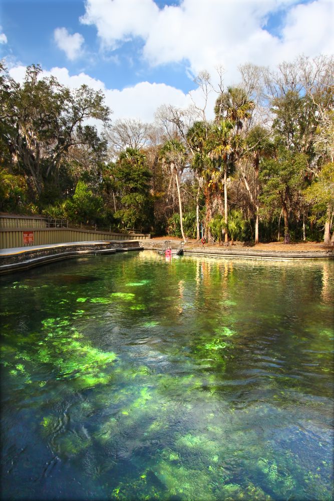 Trees near the waters of Wekiwa Springs State Park.