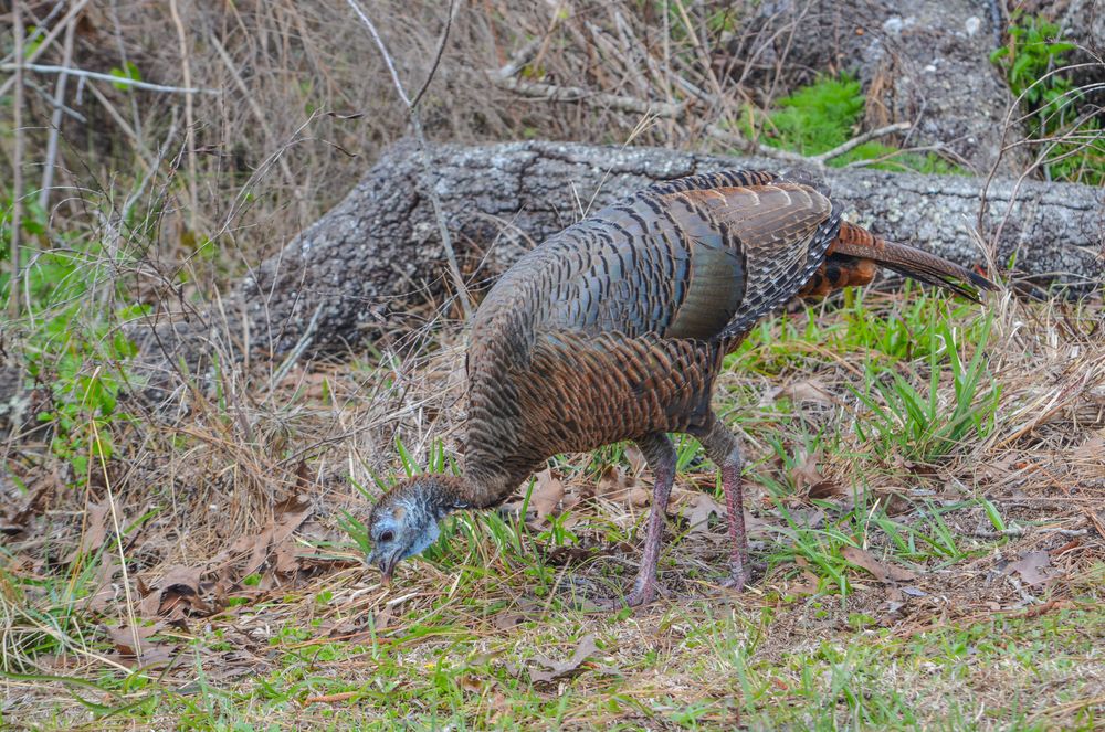 A turkey at Wekiwa Springs State Park.