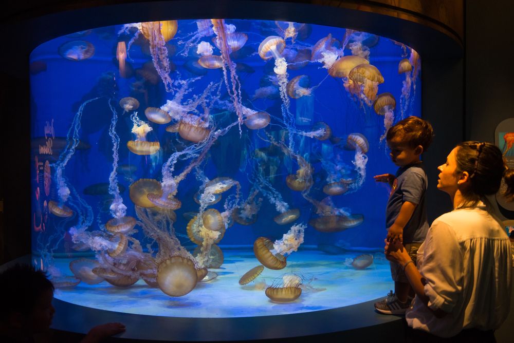 The aquarium in Aquarium of the Pacific